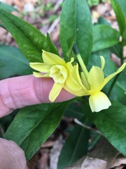 Narcissus cyclamineus