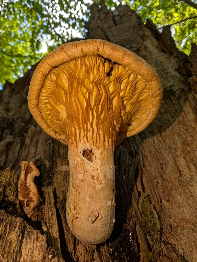 Lynx Paw Oyster · June 2026 · photo: Photo: (c) James Weaver, some rights reserved (CC BY) · iNaturalist