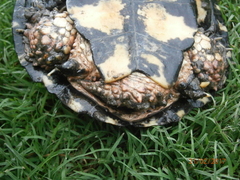 Acanthochelys pallidipectoris