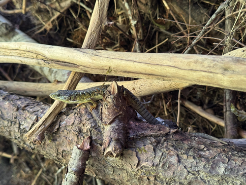 iNaturalist observation photo of Northern Alligator Lizard
