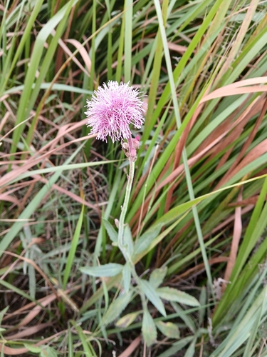 Campuloclinium macrocephalum, photograph 2
