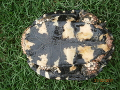 Acanthochelys pallidipectoris