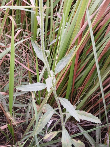 Campuloclinium macrocephalum, photograph 3