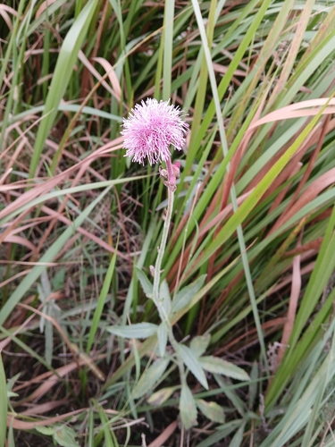 Campuloclinium macrocephalum, photograph 4