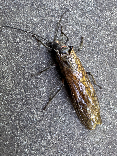 iNaturalist observation photo of California Giant Stonefly