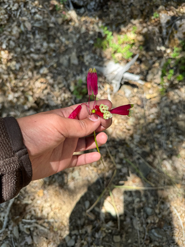 iNaturalist observation photo of firecracker flower