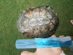 Acanthochelys pallidipectoris