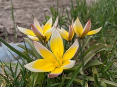 Tulipa urumiensis