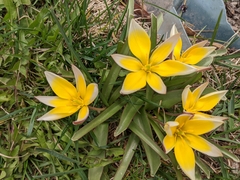 Tulipa urumiensis