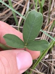 Tephrosia onobrychoides