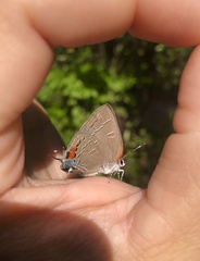 Satyrium calanus calanus