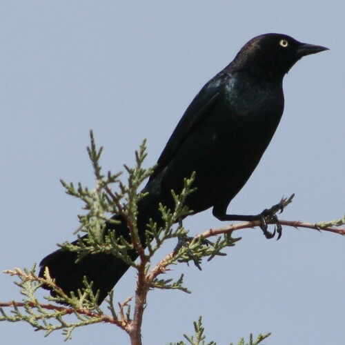 Brewer's Blackbird