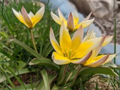 Tulipa urumiensis