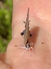 Satyrium calanus calanus