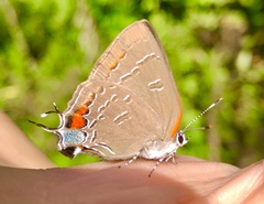 Satyrium calanus calanus