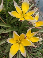 Tulipa urumiensis