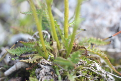 Pedicularis sudetica interior