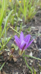 Brodiaea terrestris