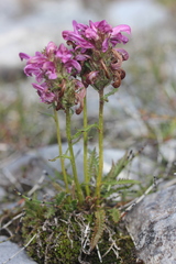 Pedicularis sudetica interior