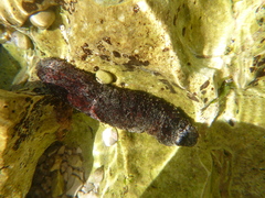 Holothuria poli