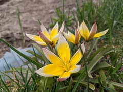 Tulipa urumiensis