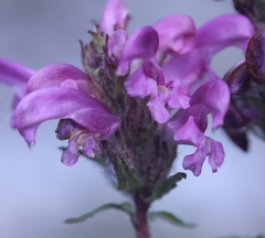 Pedicularis sudetica interior
