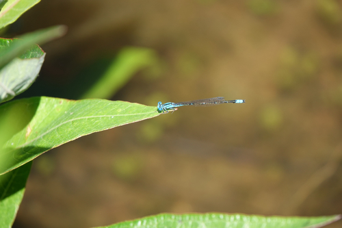 Slender Bluet