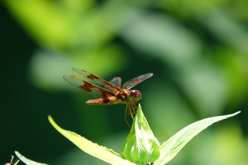 Eastern Amberwing