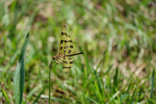 Halloween Pennant