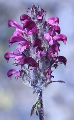 Pedicularis sudetica interior