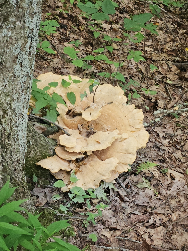 Berkeley's Polypore · June 2026 · photo: Photo: no rights reserved · iNaturalist