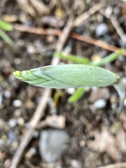 Polygonatum pubescens