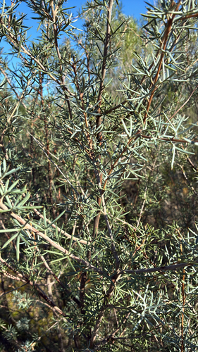 Comb Grevillea