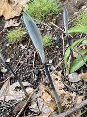 Polygonatum pubescens