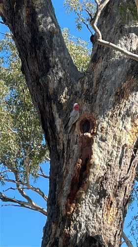 Galah