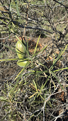 bush banana