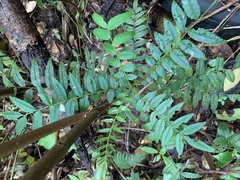 Zanthoxylum martinicense