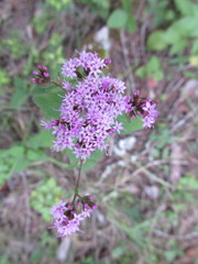 Stevia viscida