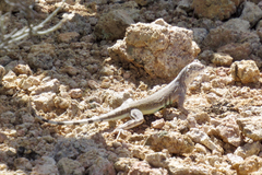 Callisaurus draconoides ventralis