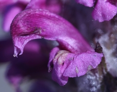 Pedicularis sudetica interior