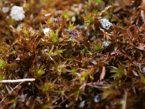 Vinealobryum vineale observed 2026-06-07