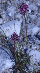 Pedicularis sudetica interior