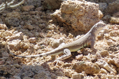 Callisaurus draconoides ventralis