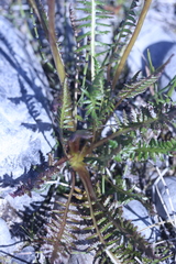 Pedicularis sudetica interior