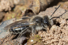 Andrena erythronii