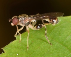Sphegina
