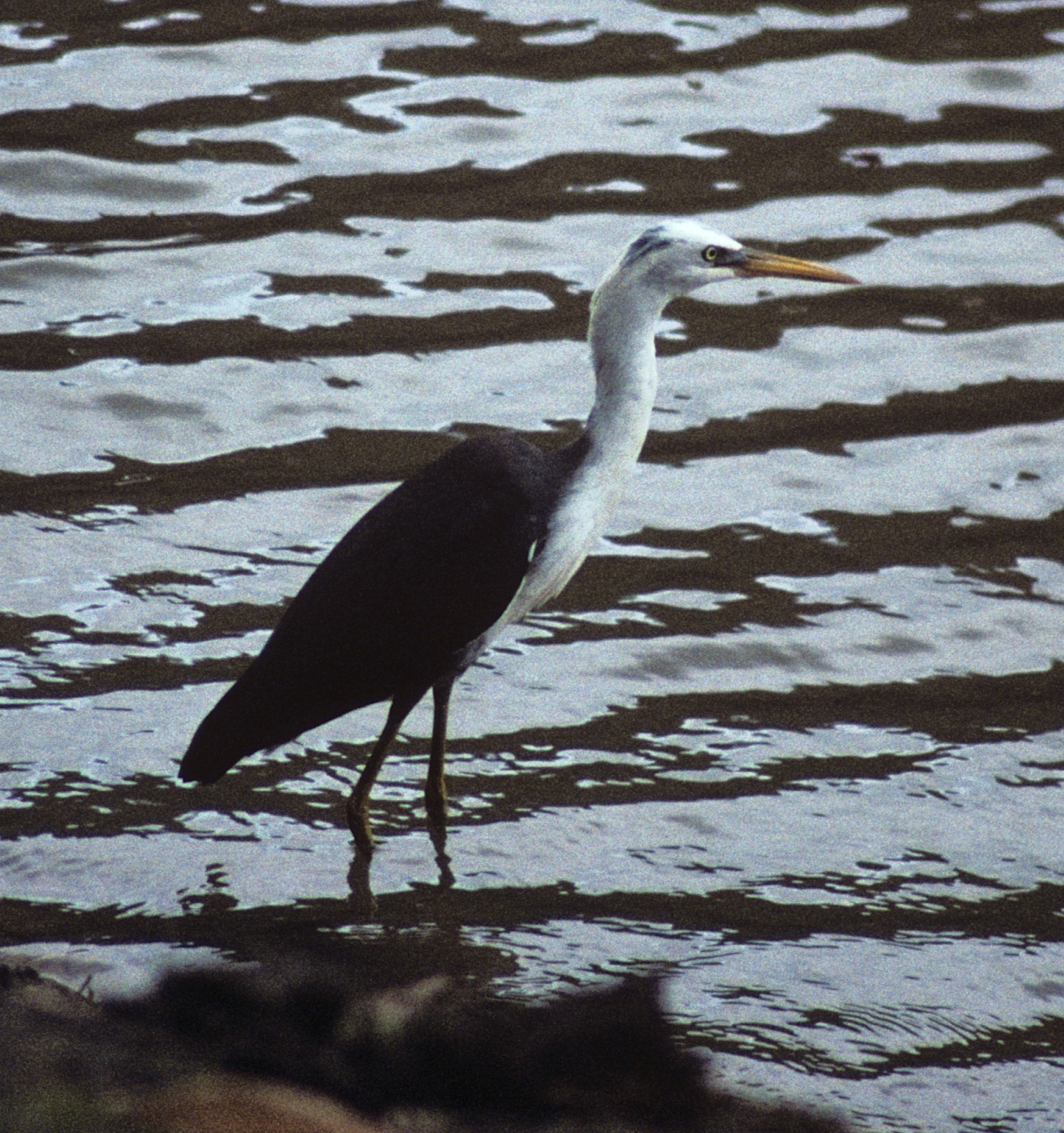 Pied Heron illustration