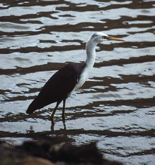 Egretta picata