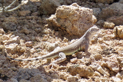 Callisaurus draconoides ventralis