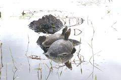 Trachemys venusta
